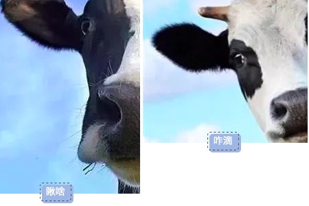 养奶牛要看它的情绪：幸福的奶牛产好奶