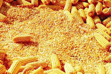 中国购入1055万吨后，美国玉米价格仍“水涨船高”？